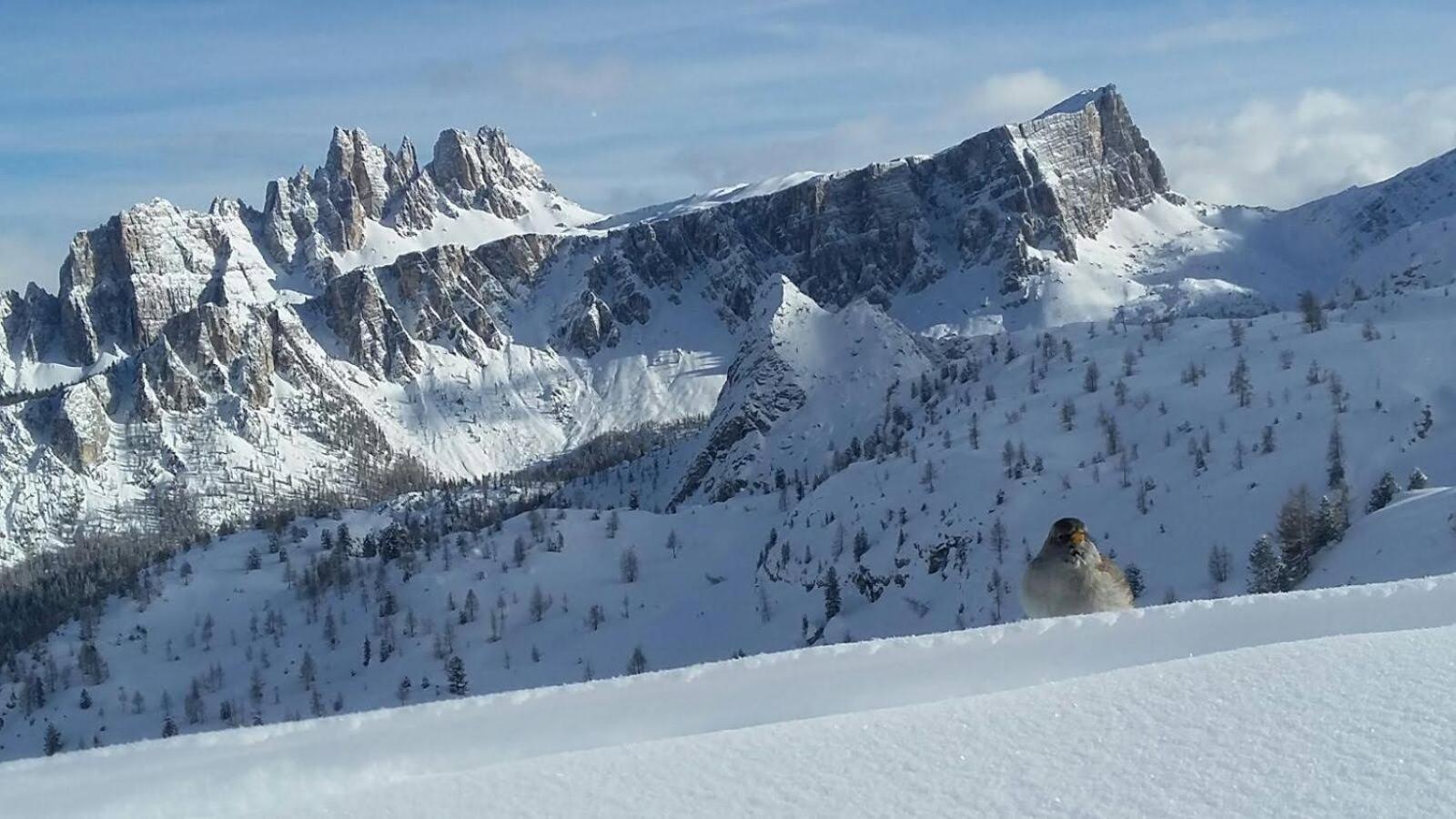 Casa Elena Apartman Pieve di Cadore Kültér fotó